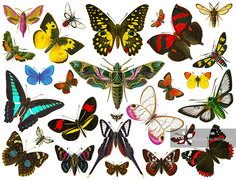 旧彩色印刷插图的飞蛾和蝴蝶图片素材