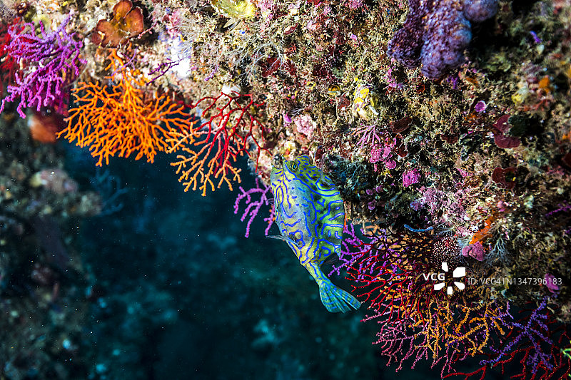 刺背牛鱼、彩色扇形珊瑚(珊瑚科)图片素材