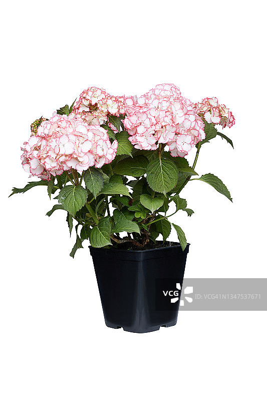 花盆中的绣球花在白色的背景上图片素材