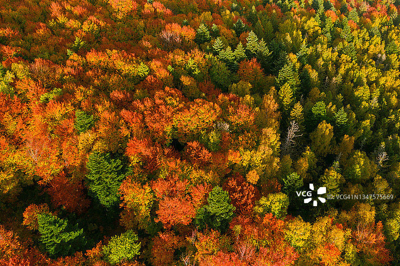 鸟瞰图的一个松树秋天五颜六色的森林图片素材