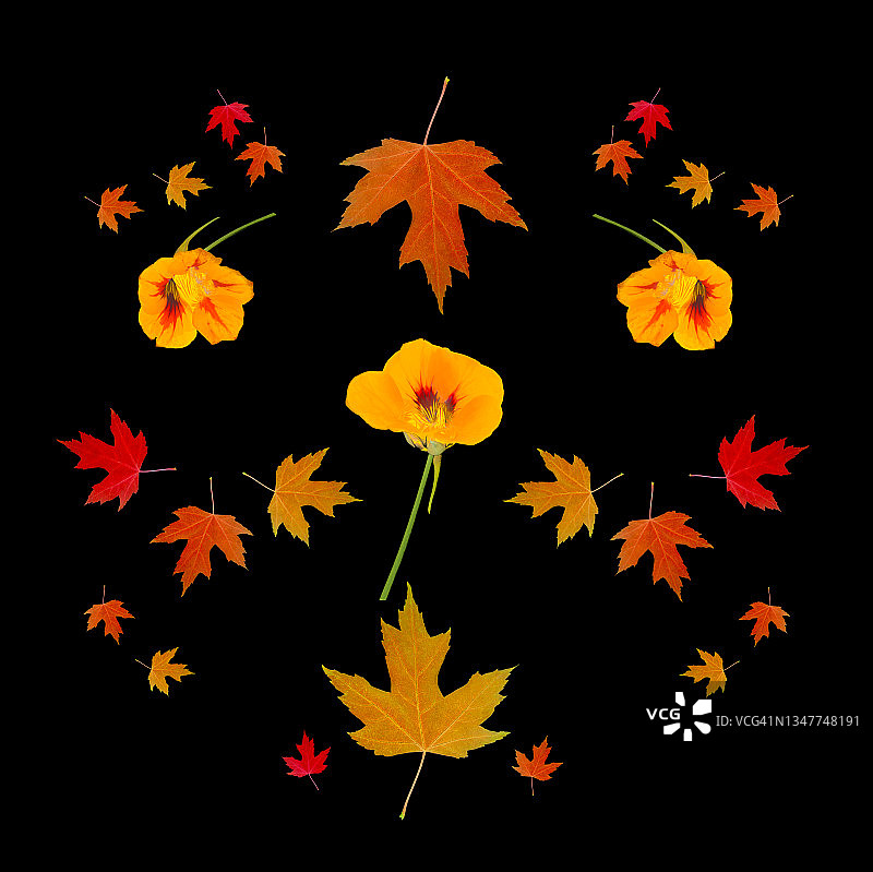 黑色的图案上有秋叶和旱金莲花。图片素材
