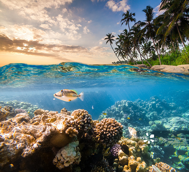水下的热带鱼场景。在热带海域浮潜。塞舌尔图片素材