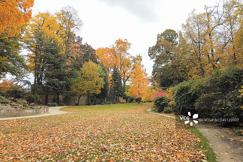 秋天的树叶和树木在公园里图片素材