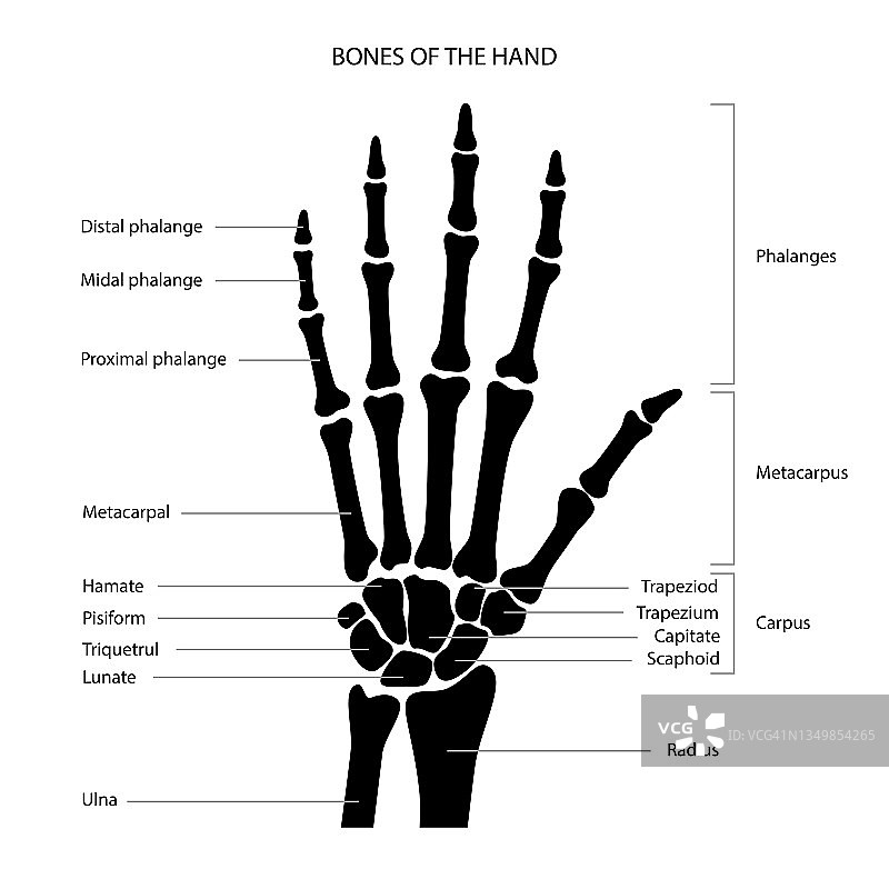 手骨解剖图片素材