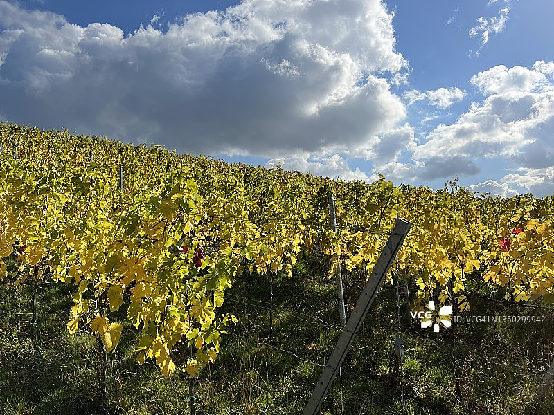 秋天的德国葡萄园图片素材