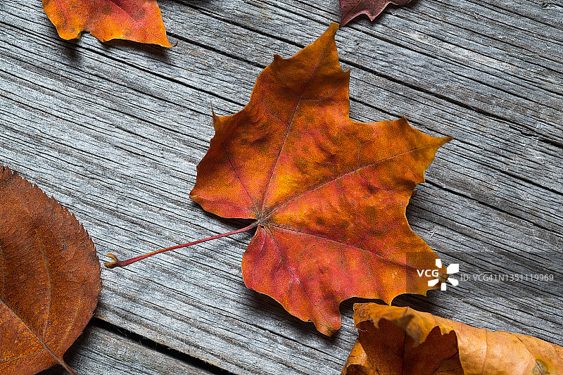 秋天落下的黄叶桦树、枫树和白杨，放在木制背景或桌子上。秋天的自然背景。副本的空间。图片素材