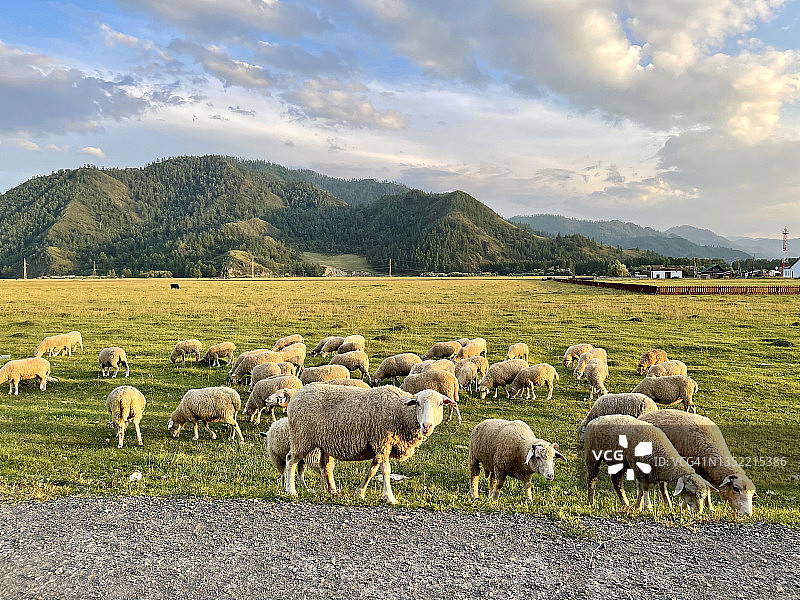 在山上草地上吃草的一群羊图片素材