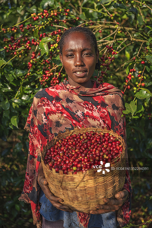 非洲妇女拿着装满咖啡樱桃的篮子，东非图片素材