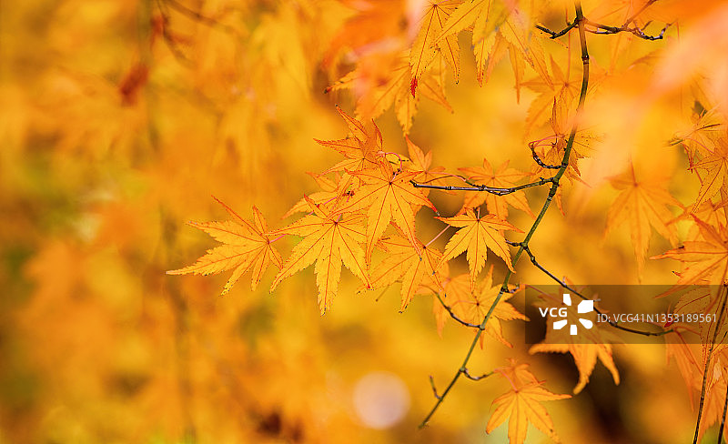 日本东京的秋色，阳光下美丽的秋天枫叶。秋季森林自然景观。图片素材