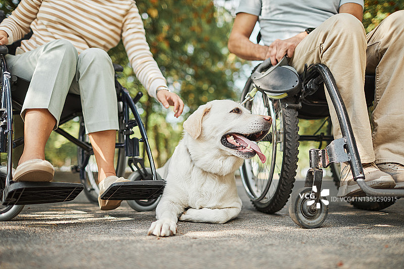 轮椅夫妇和狗在公园图片素材