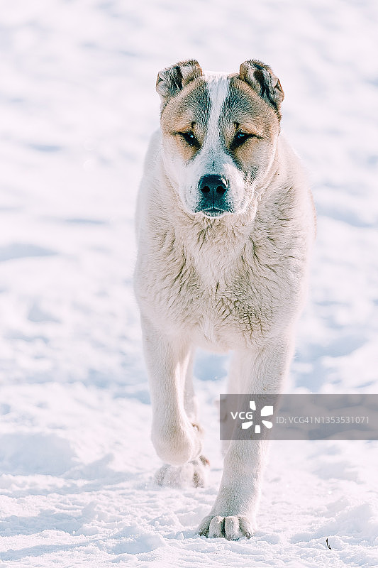 中亚牧羊犬小狗在冬天的雪地上行走。看着摄像机。宠物动物图片素材