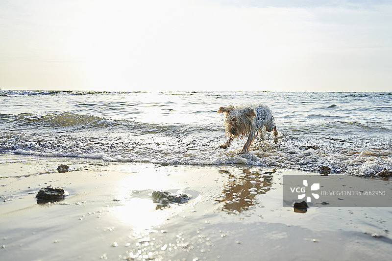 约克郡的狗在海滩上玩耍图片素材