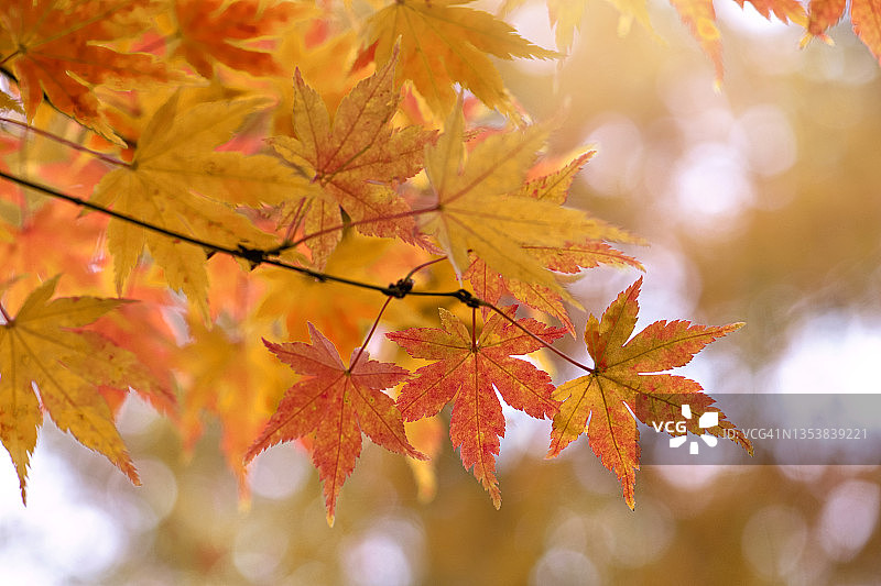 金秋叶的日本枫树也被称为棕榈槭图片素材