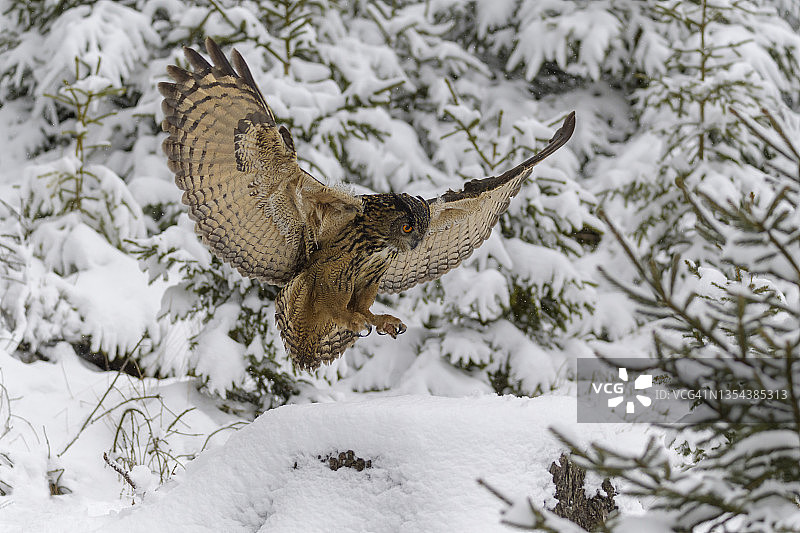 老鹰猫头鹰，波波波波，在冬天图片素材