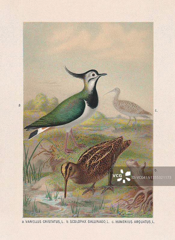涉禽:田凫、鹬和杓鹬，彩色石印，出版于1887年图片素材