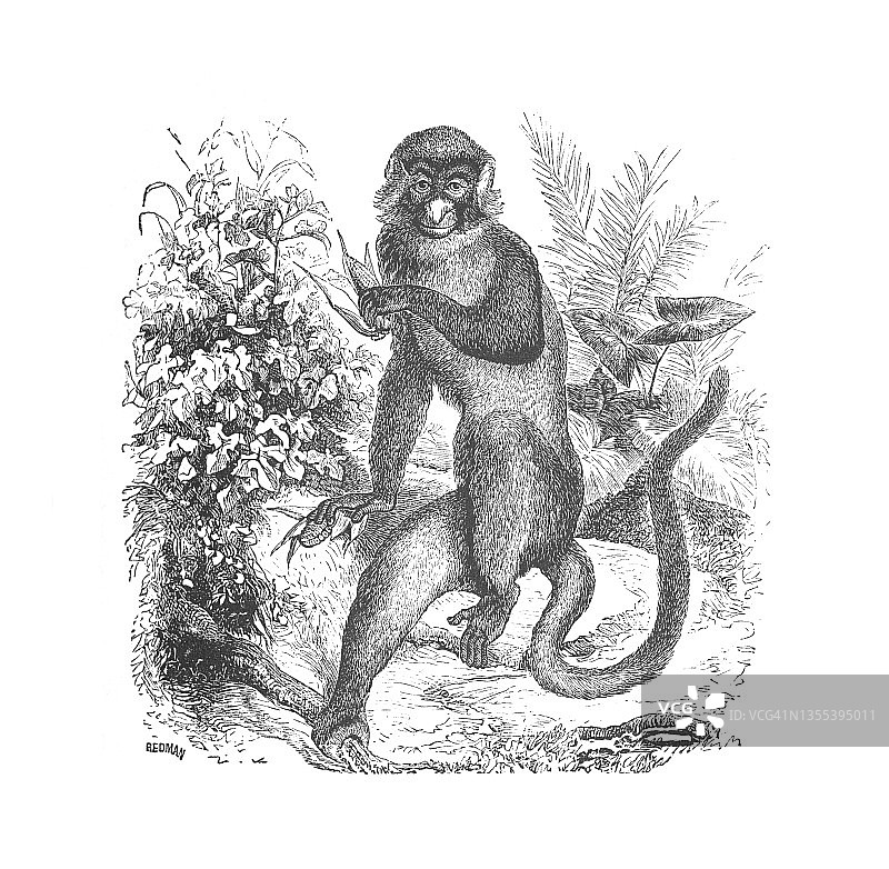 白鼻子猴子玩树叶，古董雕刻插图图片素材
