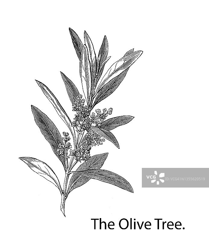 古老的橄榄树雕刻插图(Olea europaea)图片素材