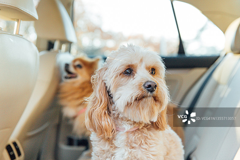快乐的狗在车里，小狗在车里图片素材