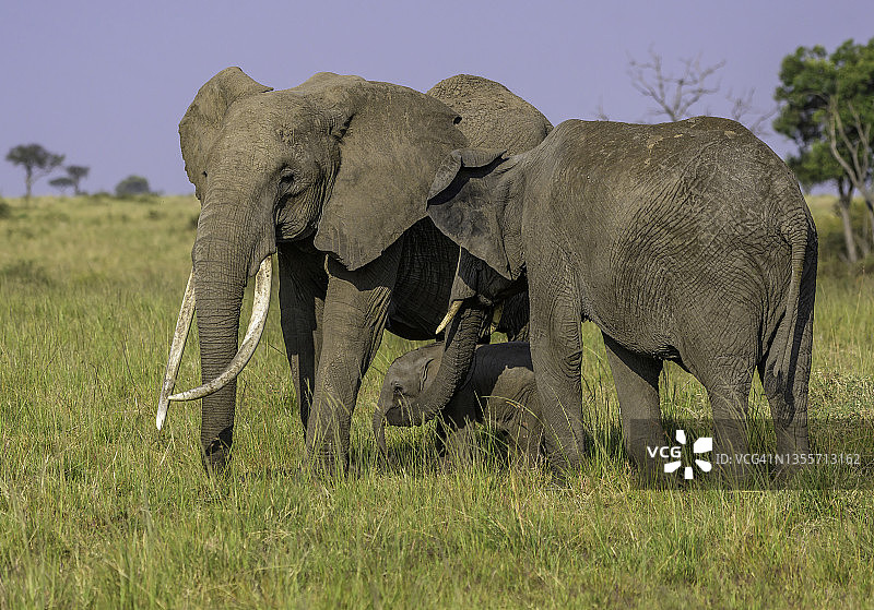 肯尼亚的一头大象妈妈，她的小象和野生大象阿姨图片素材