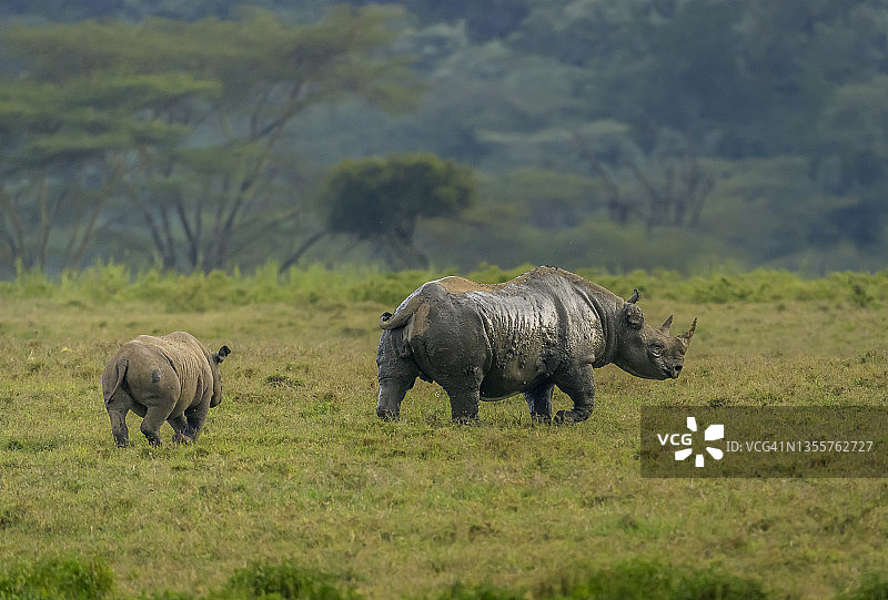 在肯尼亚奥佩杰塔，一头犀牛妈妈正带着她的宝宝散步图片素材
