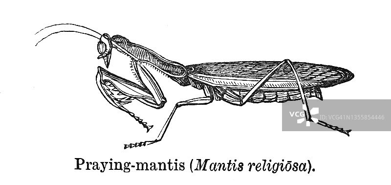 老雕刻的螳螂(Mantis religiosa)昆虫图片素材
