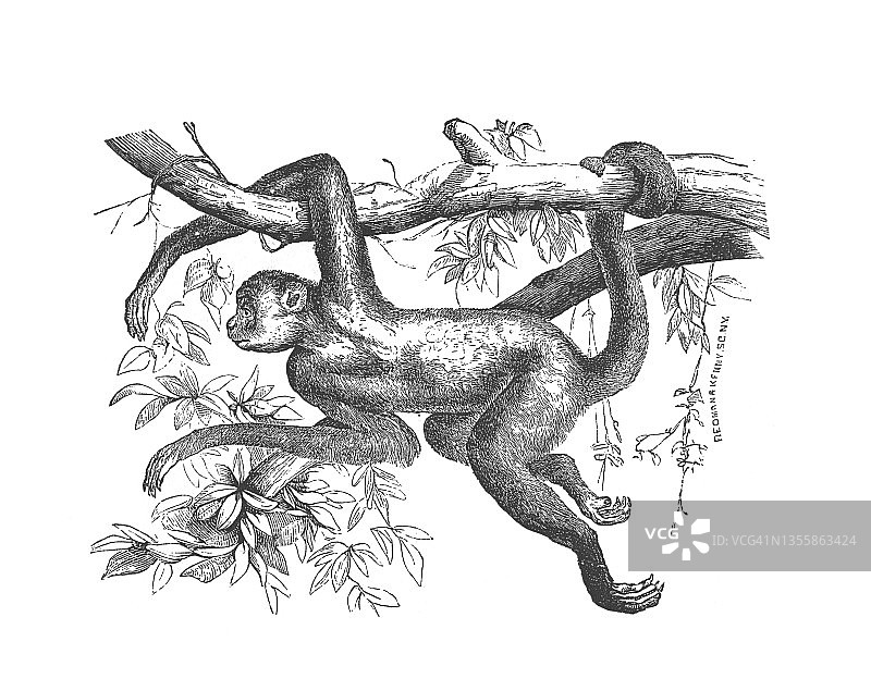 挂在树枝上的穆里奇猴子，古董雕刻插图图片素材