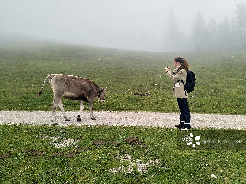 一名女子在大雾天拍摄草地上的奶牛图片素材