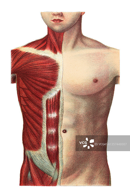 古老的雕刻人类肌肉的插图图片素材
