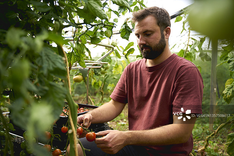 有机农民在温室里亲手采摘西红柿图片素材