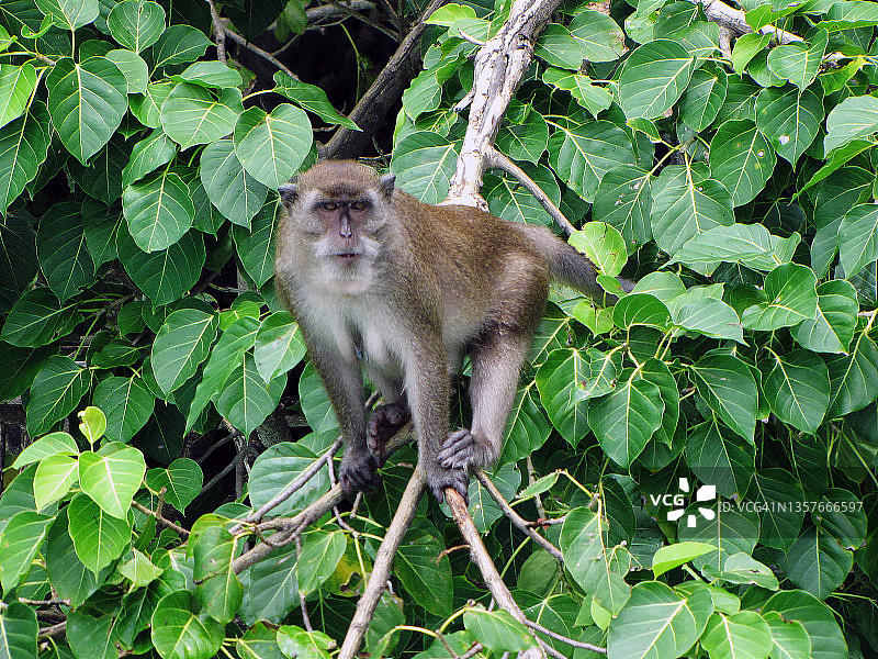 泰国普吉岛，石灰岩悬崖上的猴子图片素材