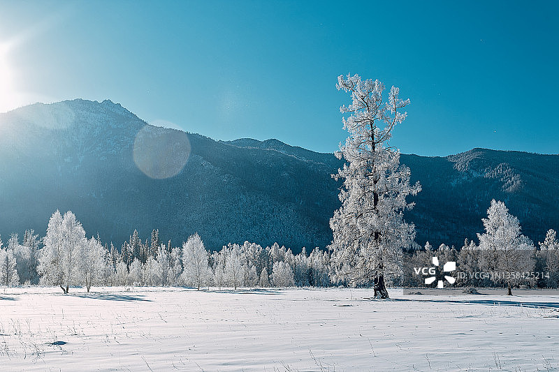 雪Сovered落叶松Tкees森林，冬季，晴天。俄罗斯西伯利亚阿尔泰。暂时的旅行图片素材
