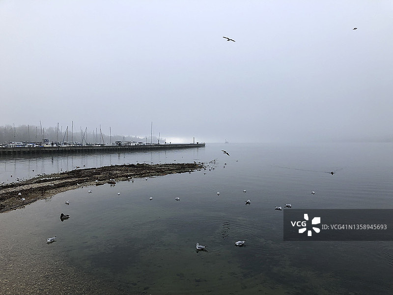 一群海鸥和贝尔湖码头图片素材