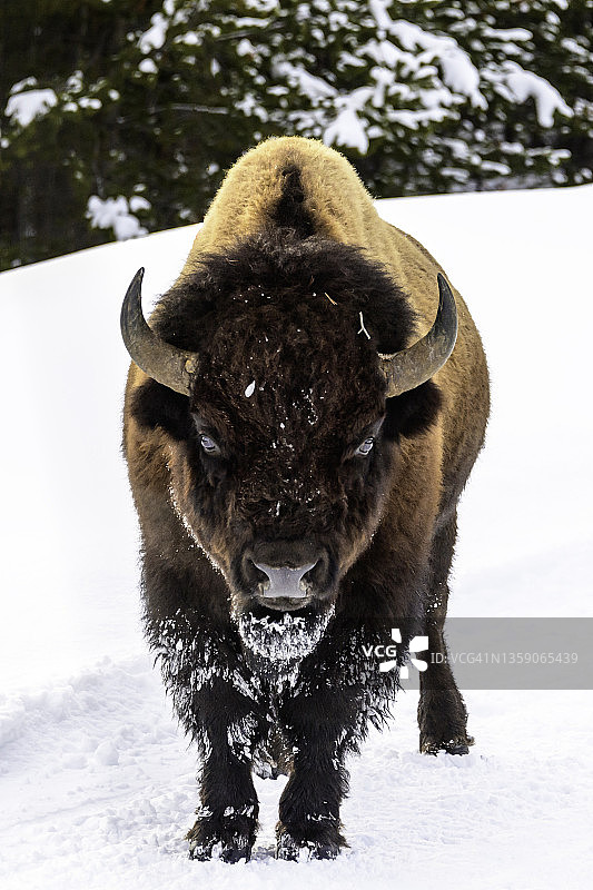 冬天的美洲野牛图片素材