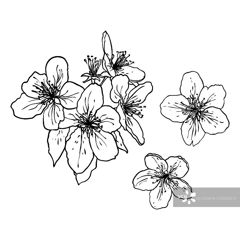 樱花树枝。樱花分支。日本国花植物图例:黑白。手绘树棒与芽和pop开花，叶子，花瓣。向量。图片素材