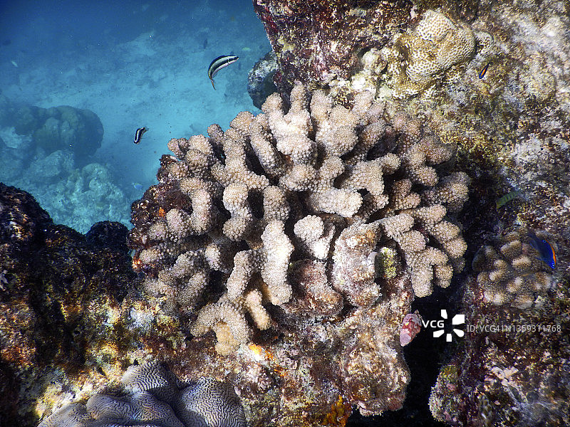 疣珊瑚(Pocillopora)在房子礁的拉纳利岛，马尔代夫图片素材