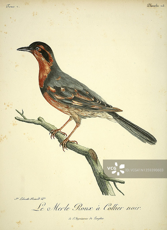 黑鸟，18世纪的插图图片素材
