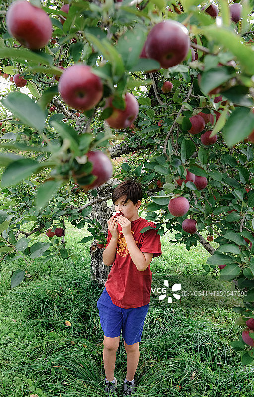 一个小男孩在果园的树下吃苹果。图片素材
