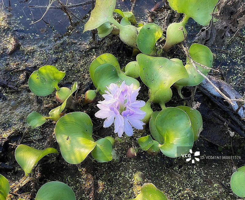 美丽的紫色水葫芦。图片素材