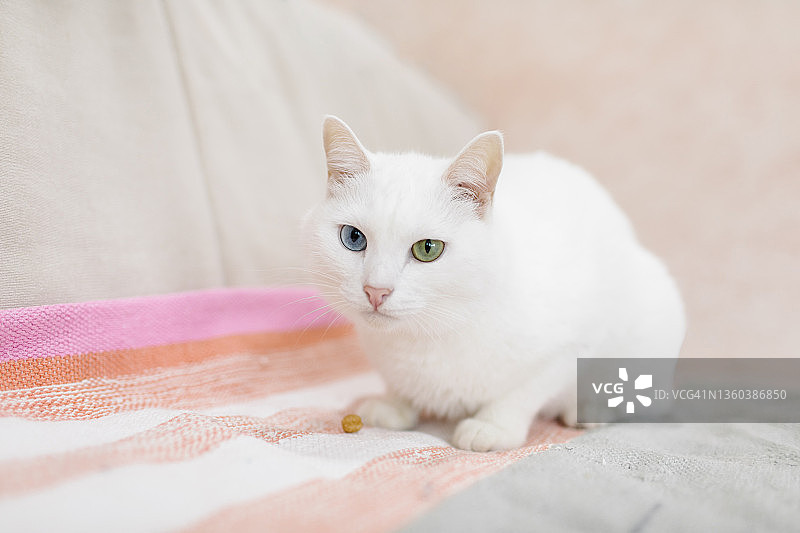 一只有着不同颜色眼睛的白猫躺在沙发上看着摄像机图片素材