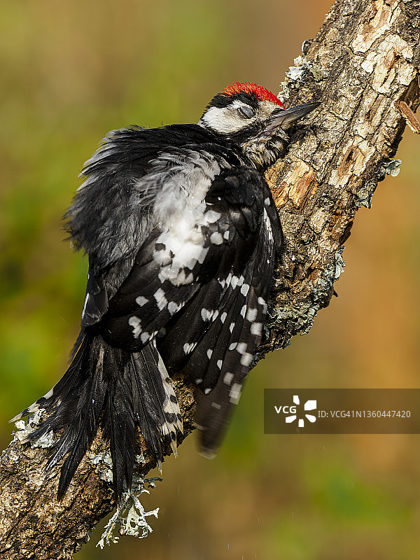 大斑啄木鸟(大树斑啄木鸟)图片素材