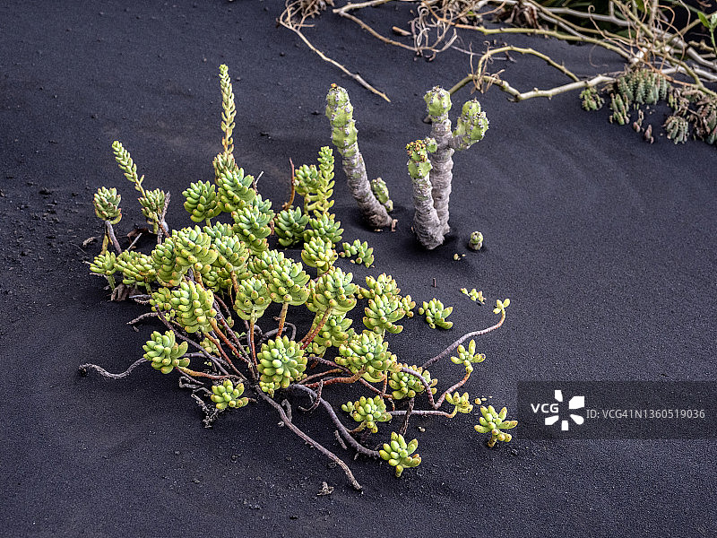 拉帕尔马岛康伯维哈火山爆发后，被火山灰覆盖的野生植物。图片素材