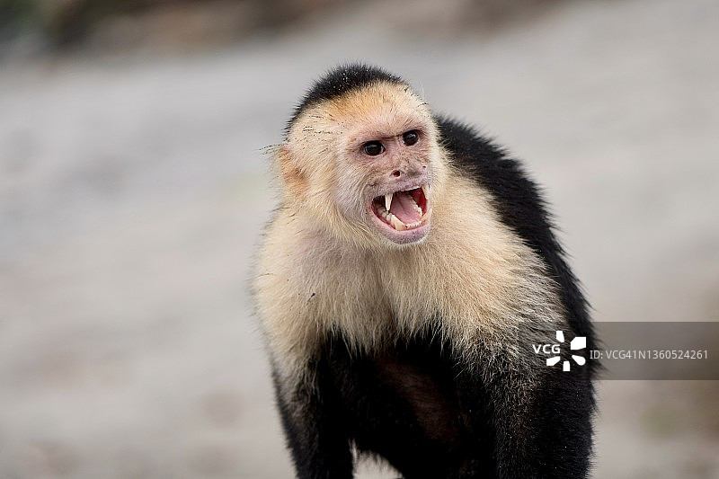 咆哮卷尾猴(灵长类动物)-哥斯达黎加沿海丛林图片素材