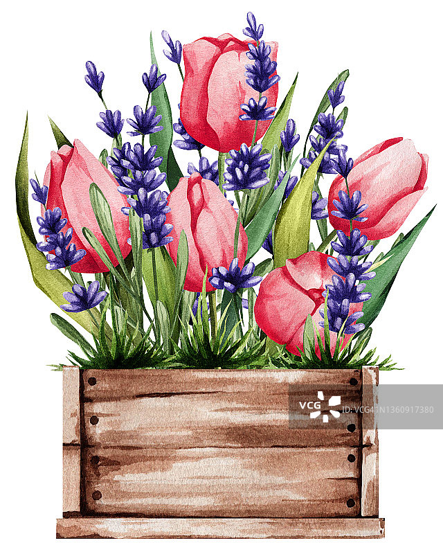 盒装粉红色郁金香和薰衣草。娇嫩植物的春季插图。非常适合贴纸，装饰，明信片，和更多图片素材
