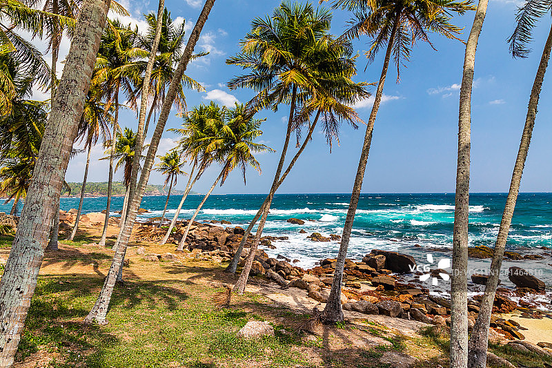 有椰子树的热带海滩。斯里兰卡图片素材