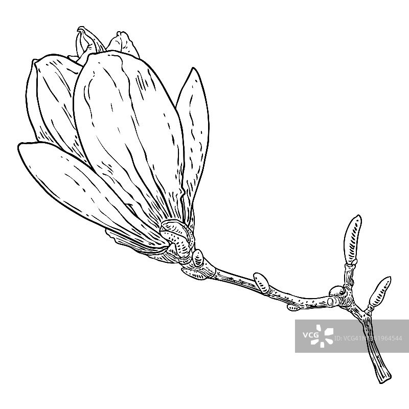 白玉兰的花头在枝上孤立上白色。侧视图的木兰开在春天的小枝上，手绘自公园或森林里的真树。向量。图片素材
