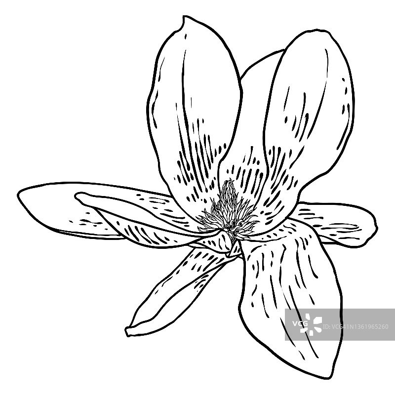 白玉兰花头孤立在白色上。顶部侧视图的木兰开春盛开，手绘。向量。图片素材