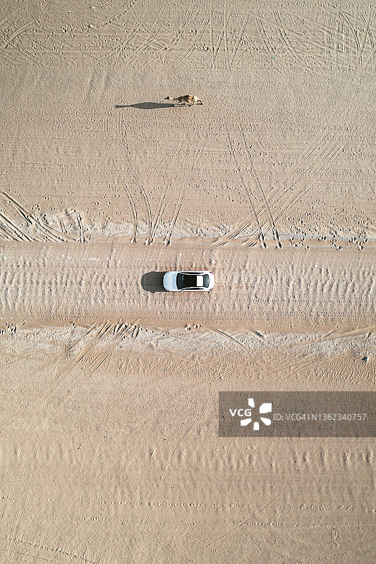 无人机拍摄的照片显示，在阿拉伯联合酋长国迪拜的沙漠中，一只骆驼走在一辆汽车旁边图片素材