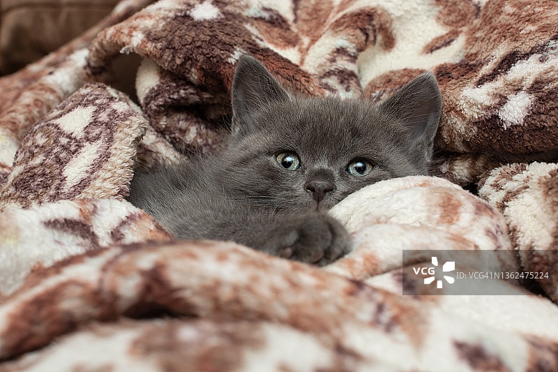 一只可爱的灰色小猫咪裹在毯子里。图片素材