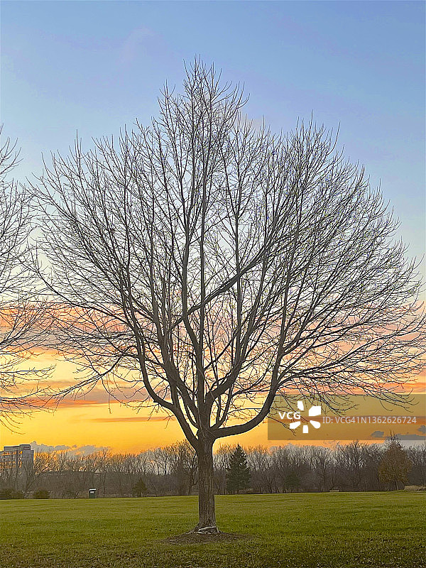 冬天夕阳下的光秃秃的树，莱奥妮娅图片素材