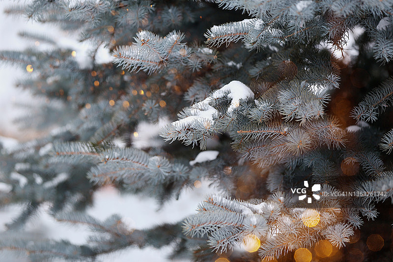 白雪覆盖的蓝松圣诞树图片素材